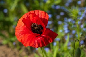 flower-8030459_960_720